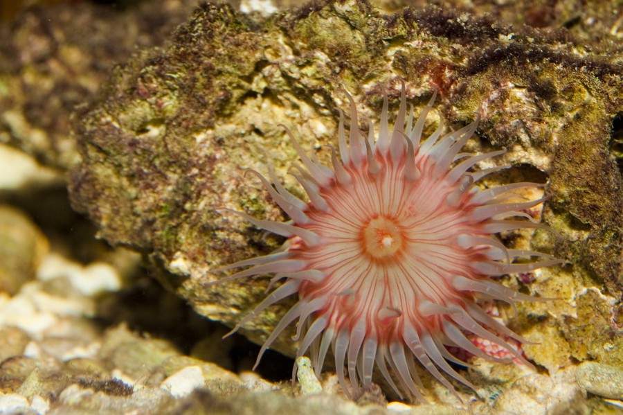 Anemone in Coral Reef Saltwater Aquarium